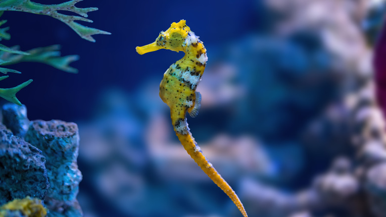 yellow and white Longsnout Seahorse