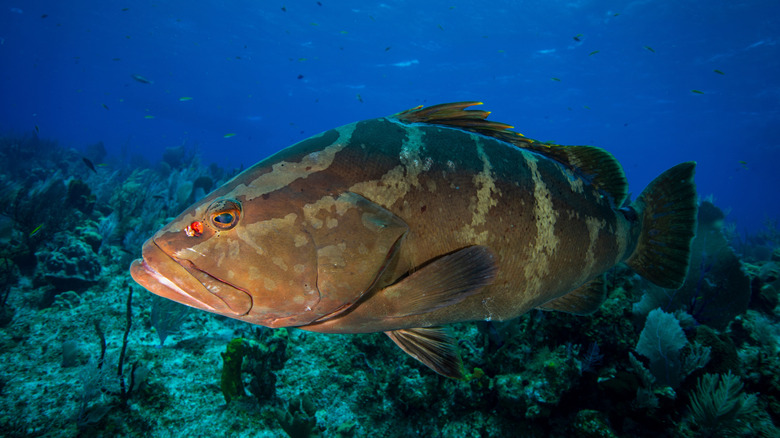 brown Nassau Grouper