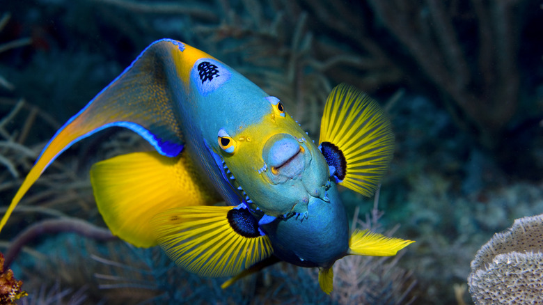 blue and yellow Queen Angelfish