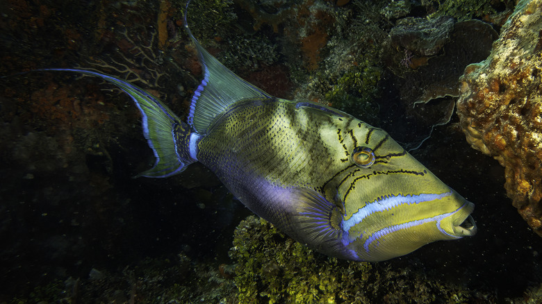 Queen Triggerfish with blue stripes