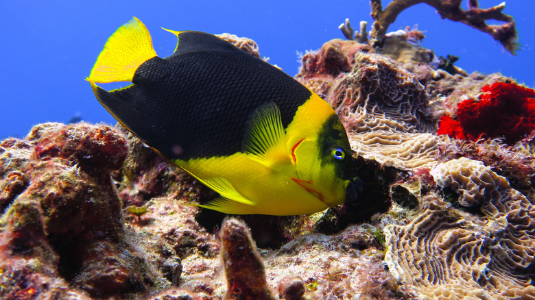 yellow, black Rock Beauty fish