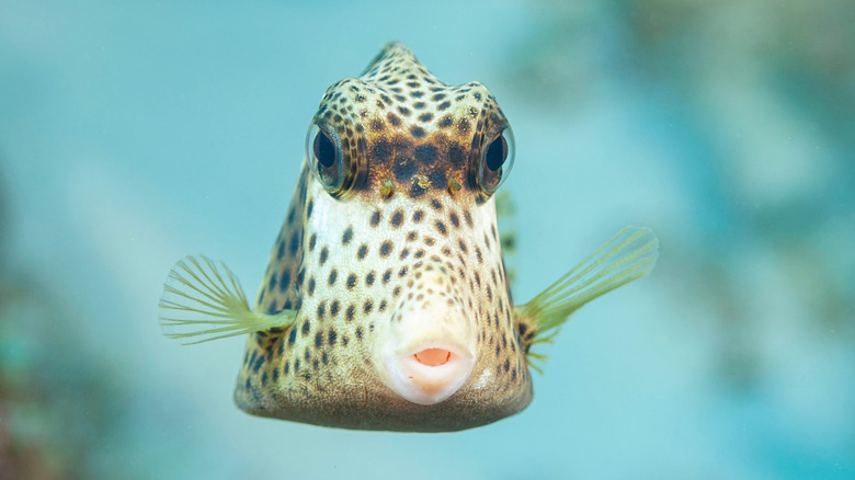 spotted Smooth Trunkfish