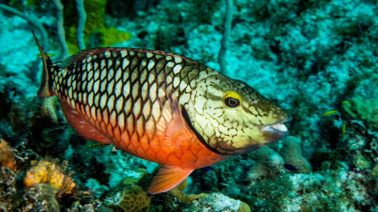 Stoplight Parrotfish in Caribbean