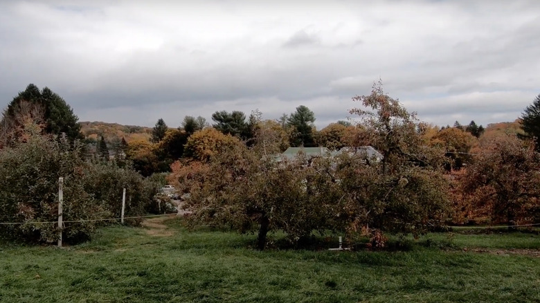 Honey Pot Hill Orchards trees