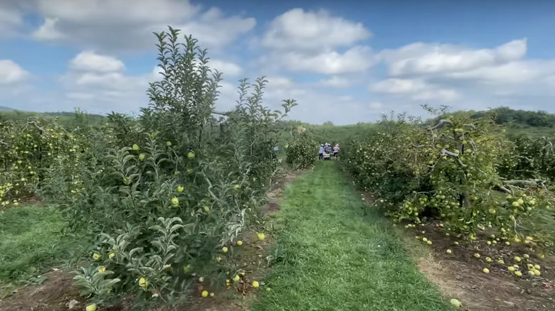 Apples at Marker-Miller Orchard