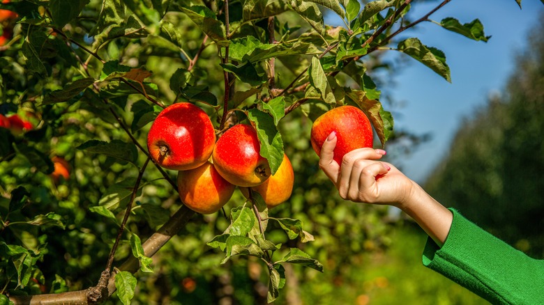 Woman picking ripe apples