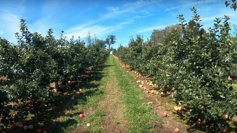 Apple trees at Milburn Orchards