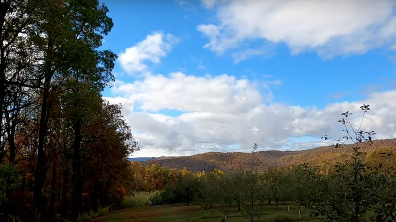 Trees at Sky Top Orchards