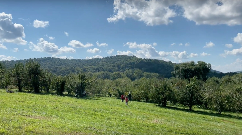 Trees at Stribling Orchard