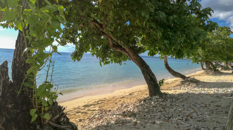 Bluefields Beach trees