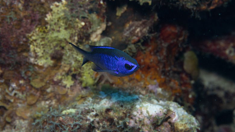 blue chromis swimming