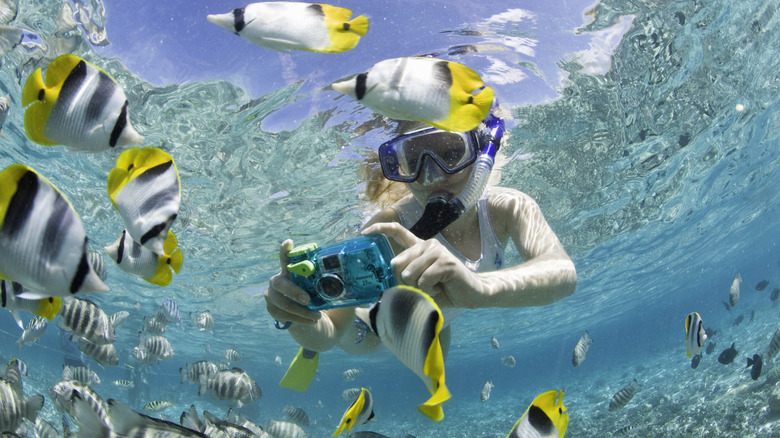 woman snorkeling with yellow fish