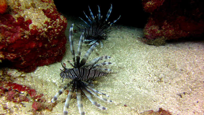 lionfish in Jamaican waters