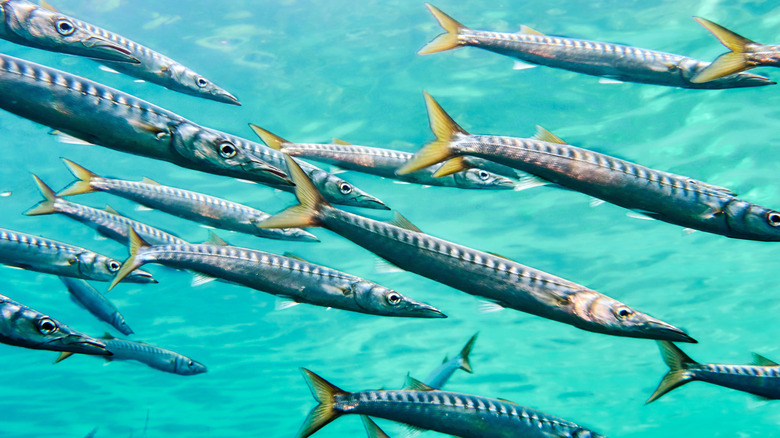 school of barracudas