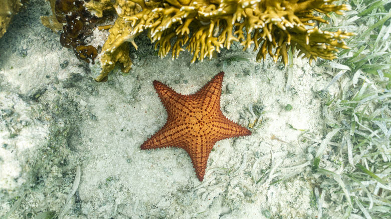 starfish in ocean