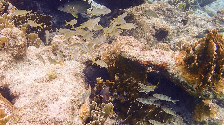 Best Snorkeling in the Caribbean: Thunderball Grotto