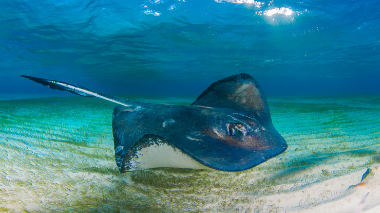 stingray gliding along ocean floor