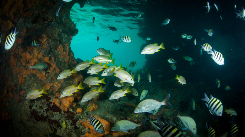 many fish at Thunderball Grotto