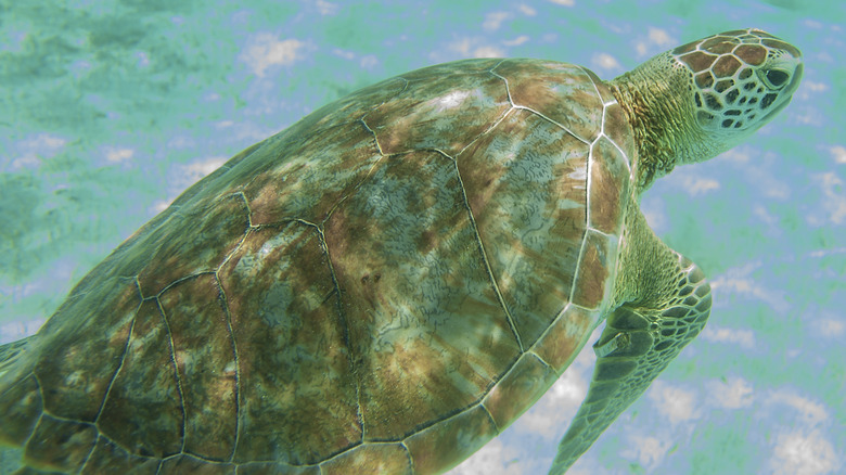 green turtle in ocean