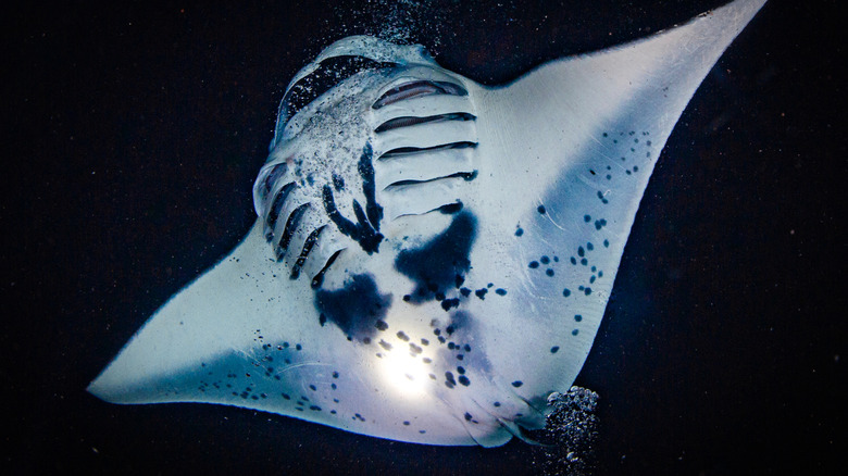manta ray swimming at night