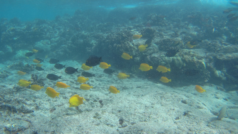 yellow and black fish swimming