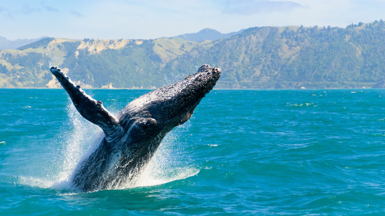 whale emerging from blue waters