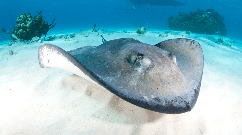 stingray in Cayman Island waters