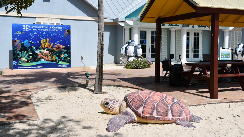 Cayman Turtle Centre