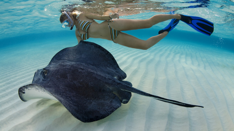 woman swimming with stingray