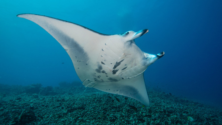 manta ray swimming in ocean