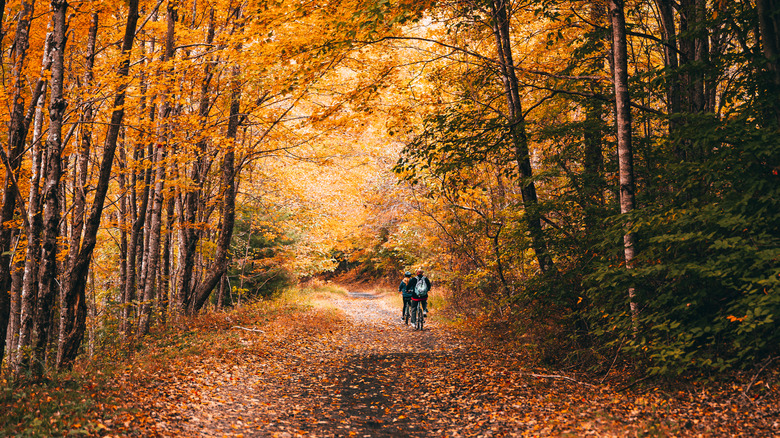 cyclists on the Virginia Creeper Trail