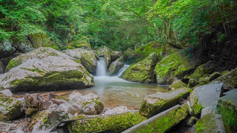 a trailside waterfall on the Virginia Creeper Trail