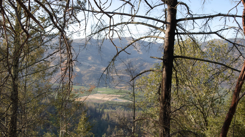 A view through the trees along Coyote Peak Trail