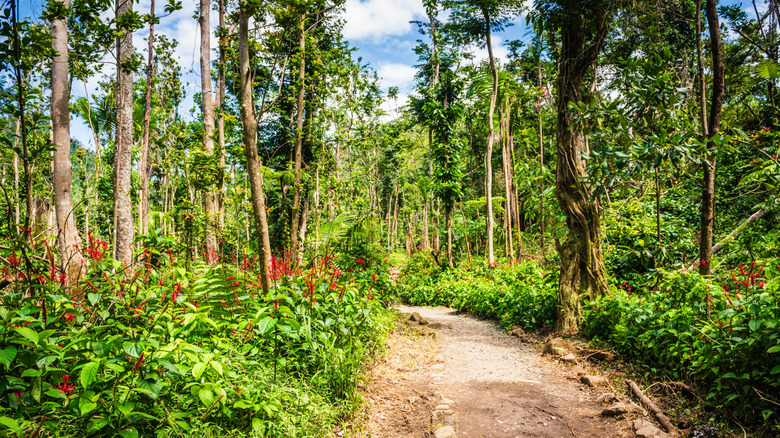 hiking trail in Yunque National Forest