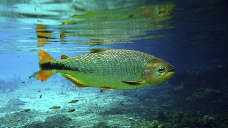 Fish in Rio da Prata