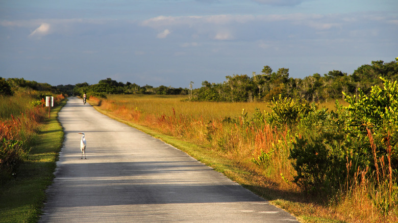 The Everglades Shark Valley trail