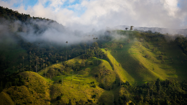 Valle de Cocora in Eje Cafetero, Colombia