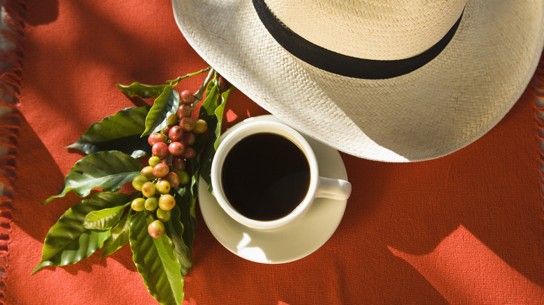 Tasting coffee in Eje Cafetero, Colombia