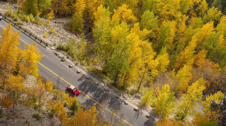 Car driving through Montana forest