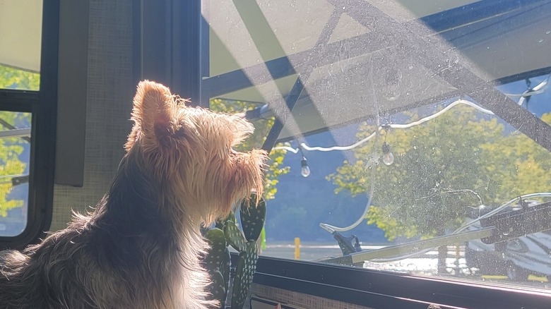 yorkie looking out sunny rv window