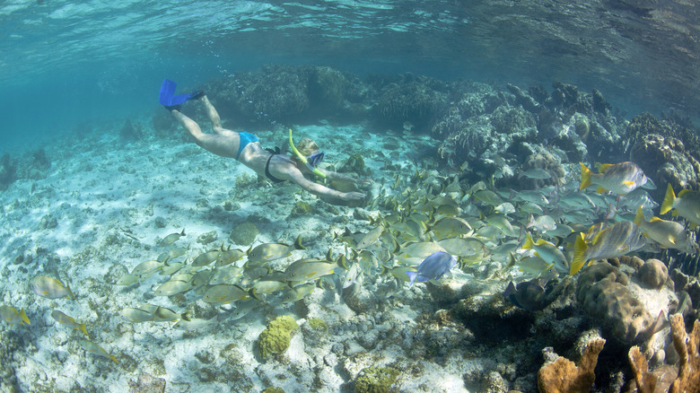 A woman snorkeling in Belize