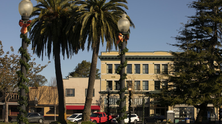 Palm trees and buildings in Arcata's historic downtown