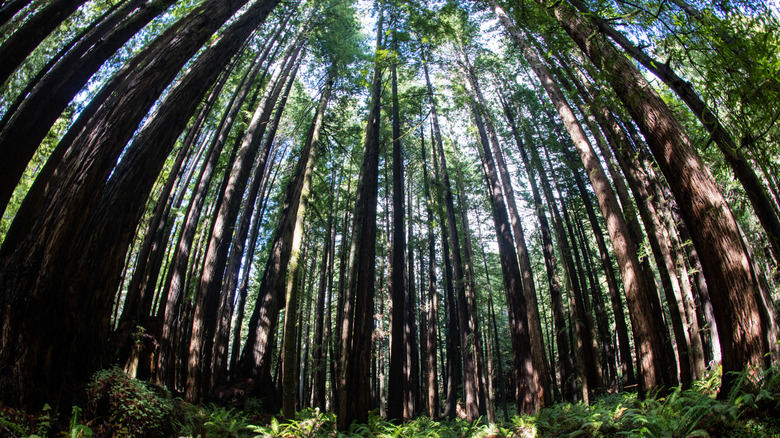 Mendocino redwoods curved with light shining through