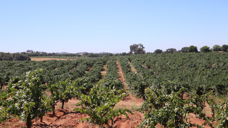 Zinfandel fields at a vineyard in Amador County