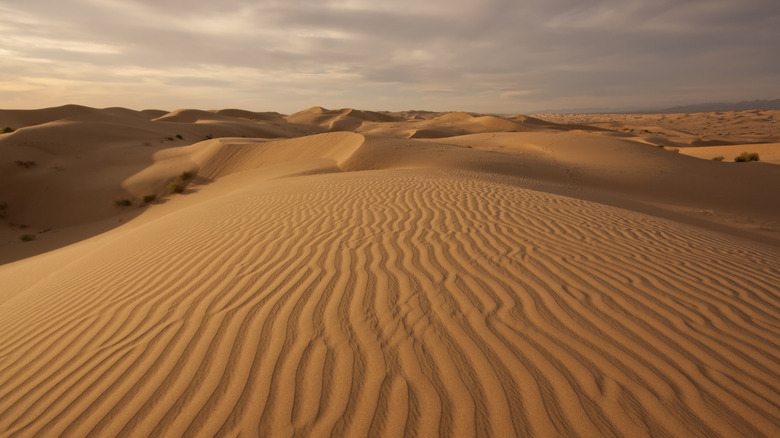 Vast sand dunes stretch across the horizon in California's Imperial Sand Dunes Recreation Area