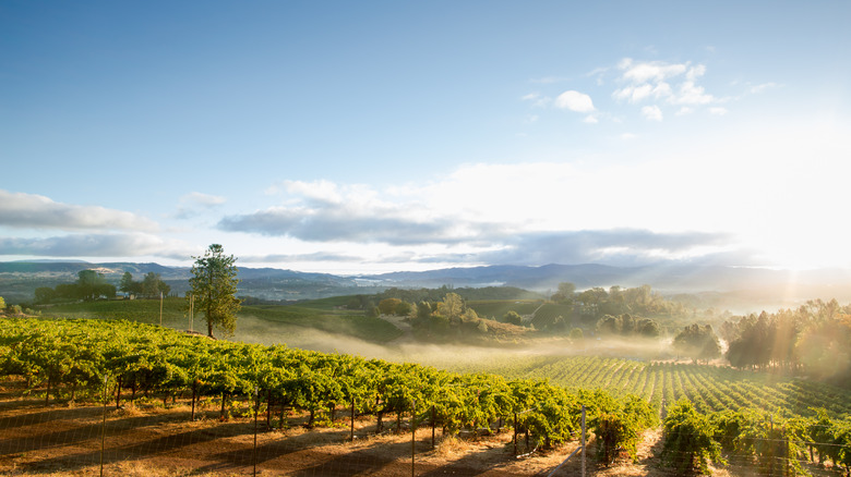 Morning mist at a Lake County vineyard in California