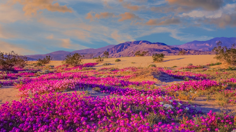 Bright flowering meadow in park