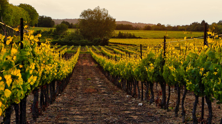 Vineyard, Lodi, California