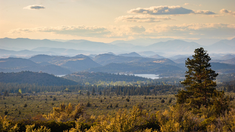 forest and mountains in Northern California