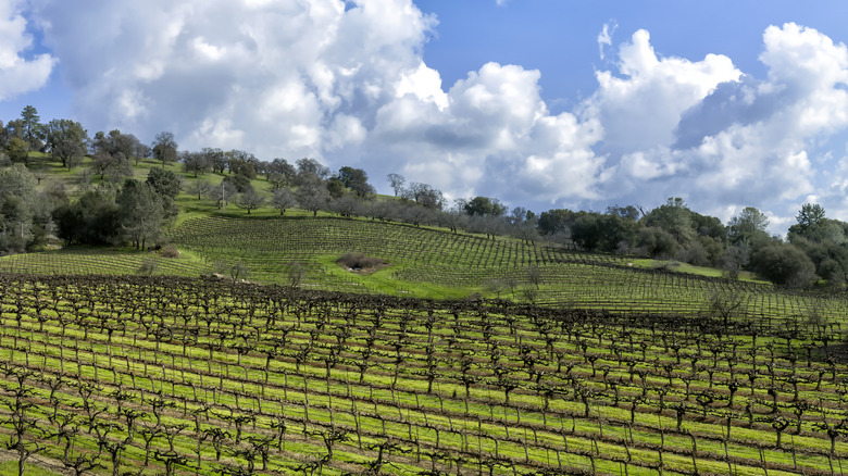 A view of the vineyards of Amador County